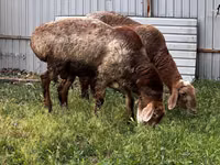 Qoʻchqor, Rhon sheep — 1-rasm