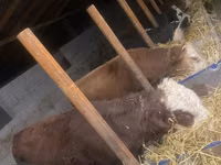 公牛, Kazakh White-headed cow — 照片 1