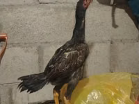 Chickens — Foto 2