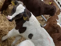 Qoramol (partiya, jinsi ko‘rsatilmagan), Simmental cattle — 4-rasm