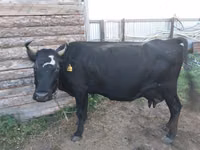 गाय, Russian Black pied cattle — फ़ोटो 1
