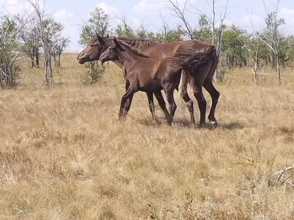 Stute, Kazakh horse — Kasachstan