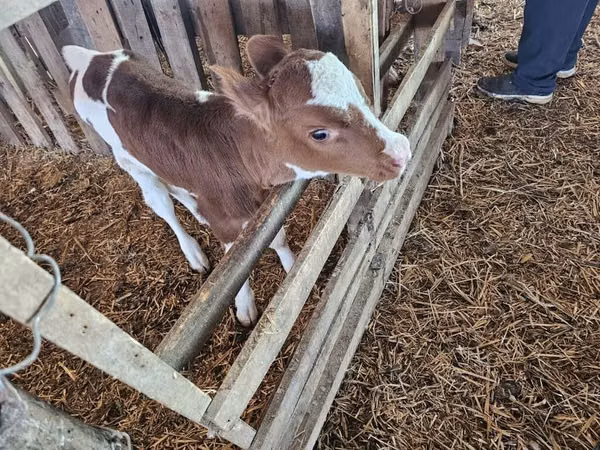 Bulle, Montbéliarde