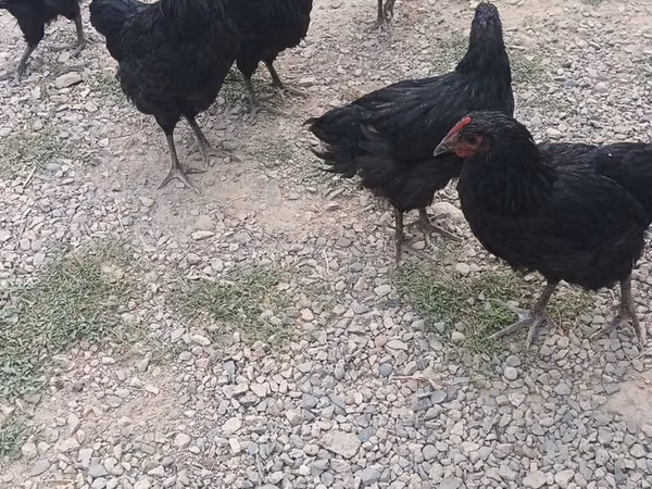 Chickens — Kirgisistan