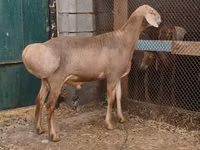 Widder, Rhon sheep — Foto 1