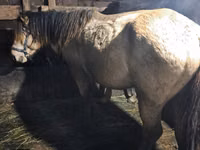 Hengst, Kazakh horse — Foto 1