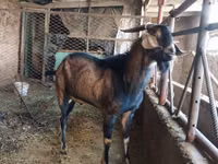 Cabro, Cabras — foto 2