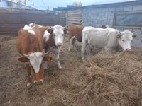 母牛, Simmental cattle — 照片 1