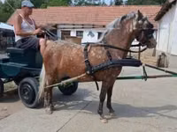 فرس, Berber horse — الصورة 1