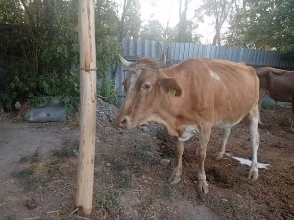 母牛, Cattle — 吉尔吉斯斯坦