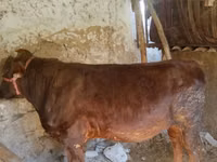 公牛, Cattle — 照片 2
