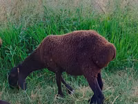 Carnero, Arashan sheep — foto 8