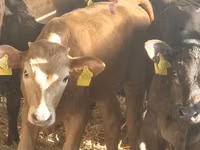Rinder (Partie, Geschlecht nicht angegeben), Simmental cattle — Foto 5