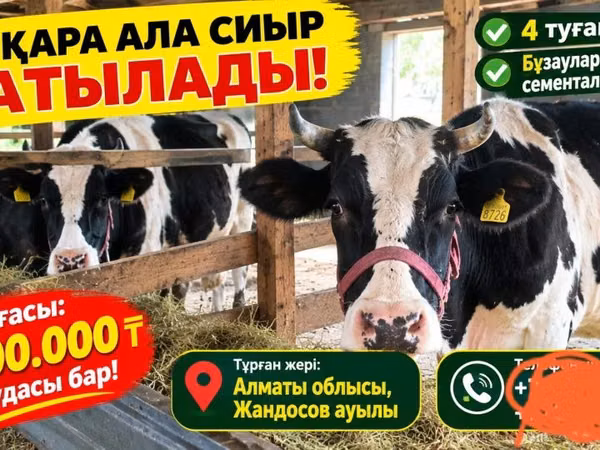 गाय, Russian Black pied cattle — कज़ाखस्तान