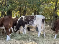 सांड, Simmental cattle — फ़ोटो 1
