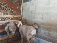 كبش, Rhon sheep — الصورة 3