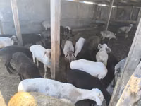 Sheep, Sheep — photo 4