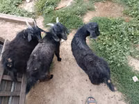 Billy Goat, Goats — photo 2