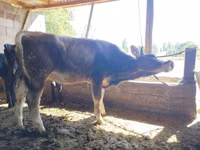 Vaca, Swiss cattle — foto 1