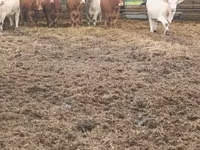 Kuh, Charolais cattle — Foto 4