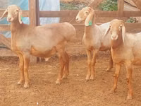 Қошқар, Arashan sheep — 1-сурет