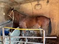 Aygʻir, Horse breed — 3-rasm