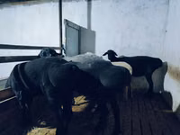 كبش, Hissar sheep — الصورة 1