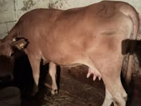 गाय, Latvian Blue cattle — फ़ोटो 2