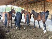 حصان, Horse breed — الصورة 5