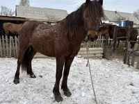 公马, Horses — 照片 1