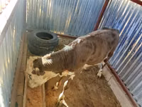 公牛, Kazakh White-headed cow — 照片 3