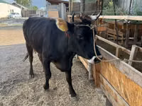 母牛, Cattle — 照片 2