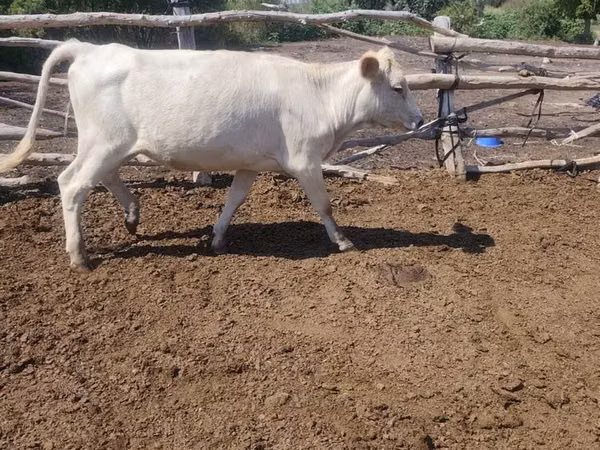 母牛, Swiss cattle — 哈萨克斯坦