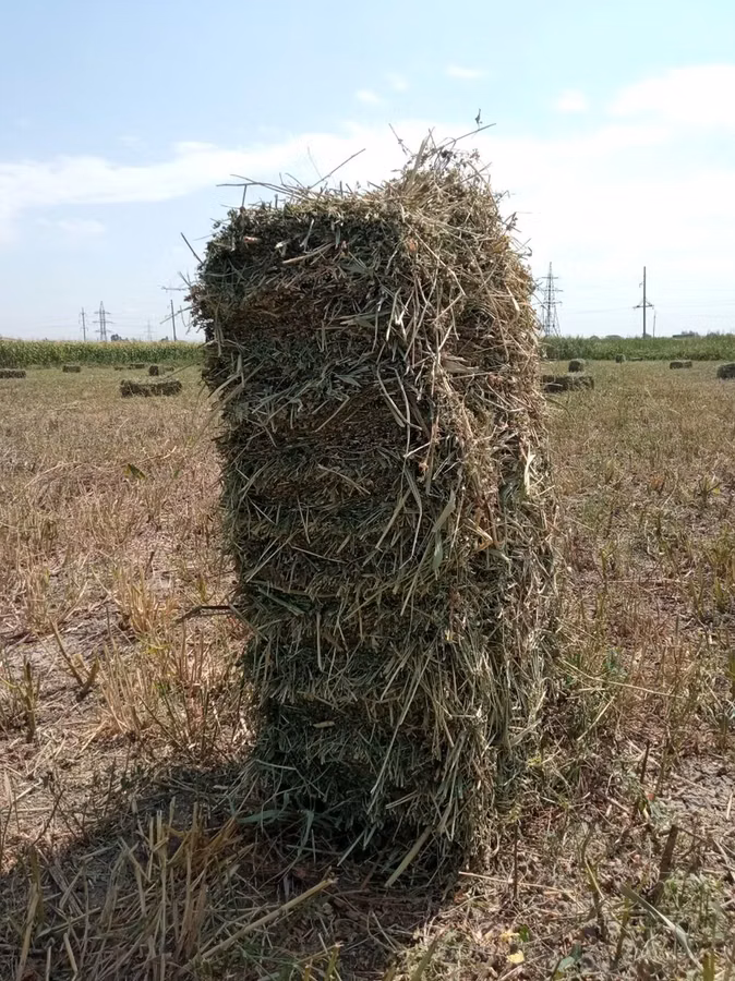 Сено в тюках (прямоугольные тюки). - Заготовлено в поле, прессованное