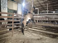 تيس, Beetal goats — الصورة 1