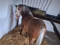 فرس, Berber horse — الصورة 2