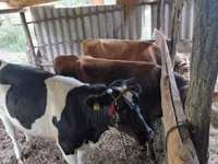 公牛, Russian Black pied cattle — 照片 3