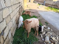 عنزة, الماعز — الصورة 1