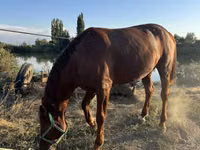 Hengst, Russian Don — Foto 2