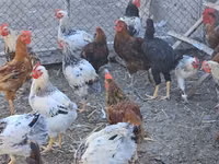 Chickens — foto 1