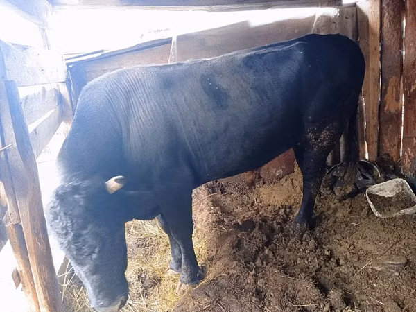 公牛, Aberdeen-Angus — 哈萨克斯坦