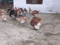 Turkeys — الصورة 2