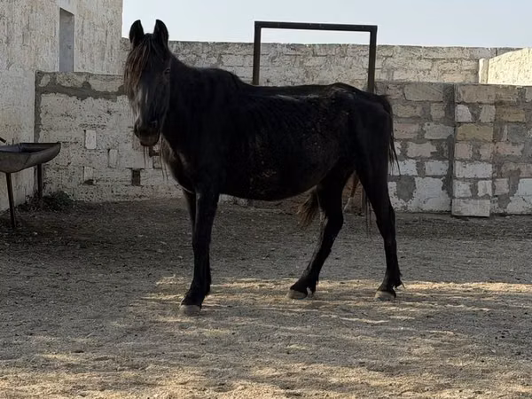 فرس, الخيول — كازاخستان