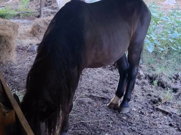 公马, Horses