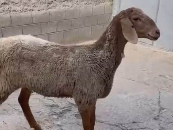 Oveja, Arashan sheep