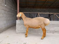 Schaf, Arashan sheep — Foto 2