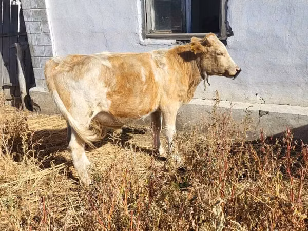 公牛, Cattle