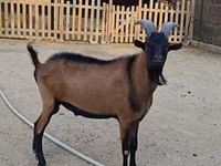 تيس, Alpine goat — الصورة 3