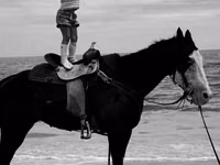 Stute, American paint horse — Foto 3