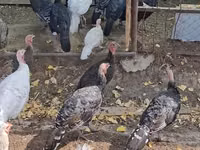 Turkeys — Foto 3